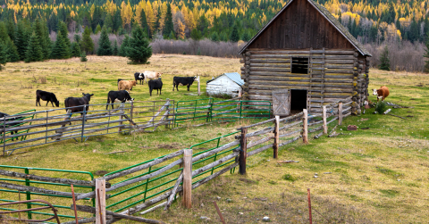 The Contributions of New Americans in Idaho