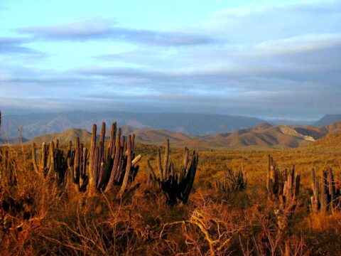 Immigrants Are Now Five Times More Likely to Die Crossing the Border