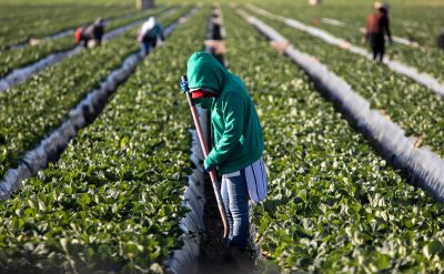 Biden’s New H-2A Rule Expands Protections and Increases Oversight for Migrant Workers