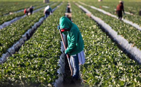 Biden’s New H-2A Rule Expands Protections and Increases Oversight for Migrant Workers