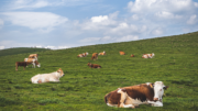 Tending to America's Food Supply