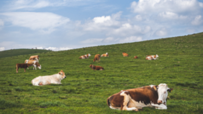 Tending to America's Food Supply