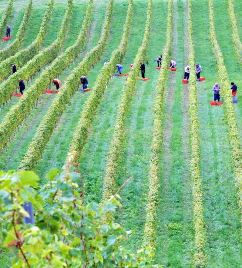 America's Agricultural Workers and Immigration: A Changing Landscape